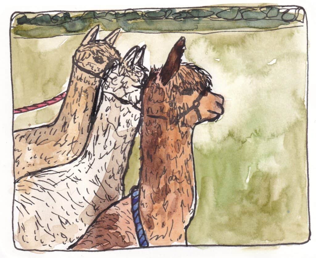 Illustration of an Alpaca in the countryside at Brackenfield Alpacas, Derbyshire