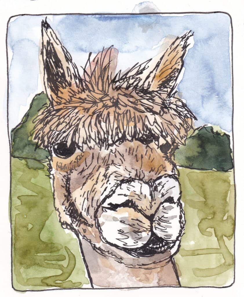 Illustration of an Alpaca in the countryside at Brackenfield Alpacas, Derbyshire