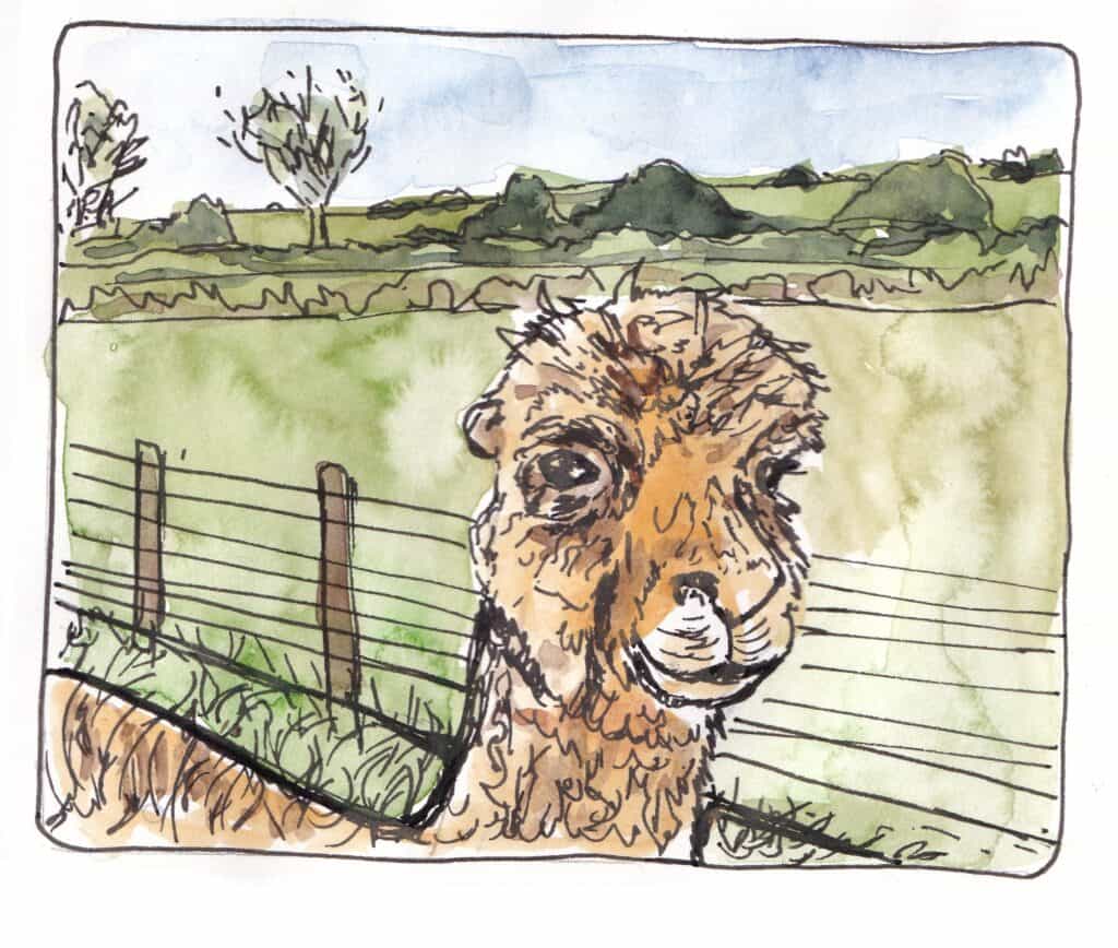 Illustration of an Alpaca in the countryside at Brackenfield Alpacas, Derbyshire
