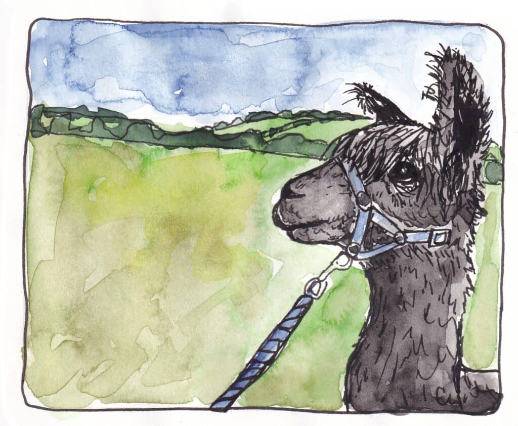 Illustration of an Alpaca in the countryside at Brackenfield Alpacas, Derbyshire