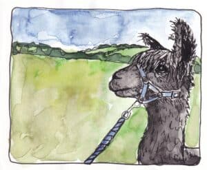 Illustration of an Alpaca in the countryside at Brackenfield Alpacas