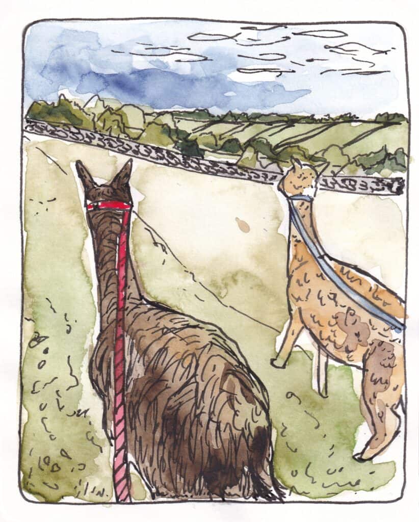 Illustration of an Alpaca in the countryside at Brackenfield Alpacas, Derbyshire